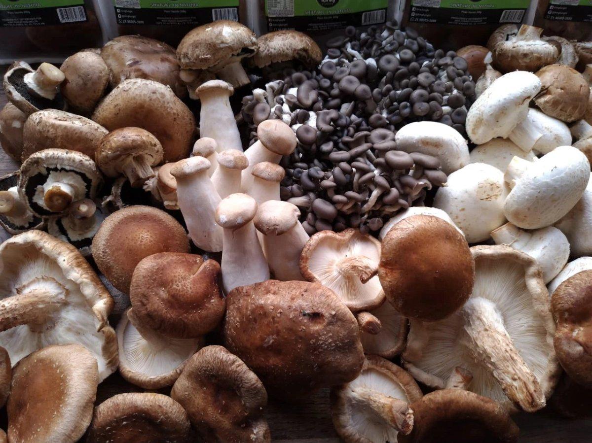 img-cogumelos-mix_4b55ef11.jpg